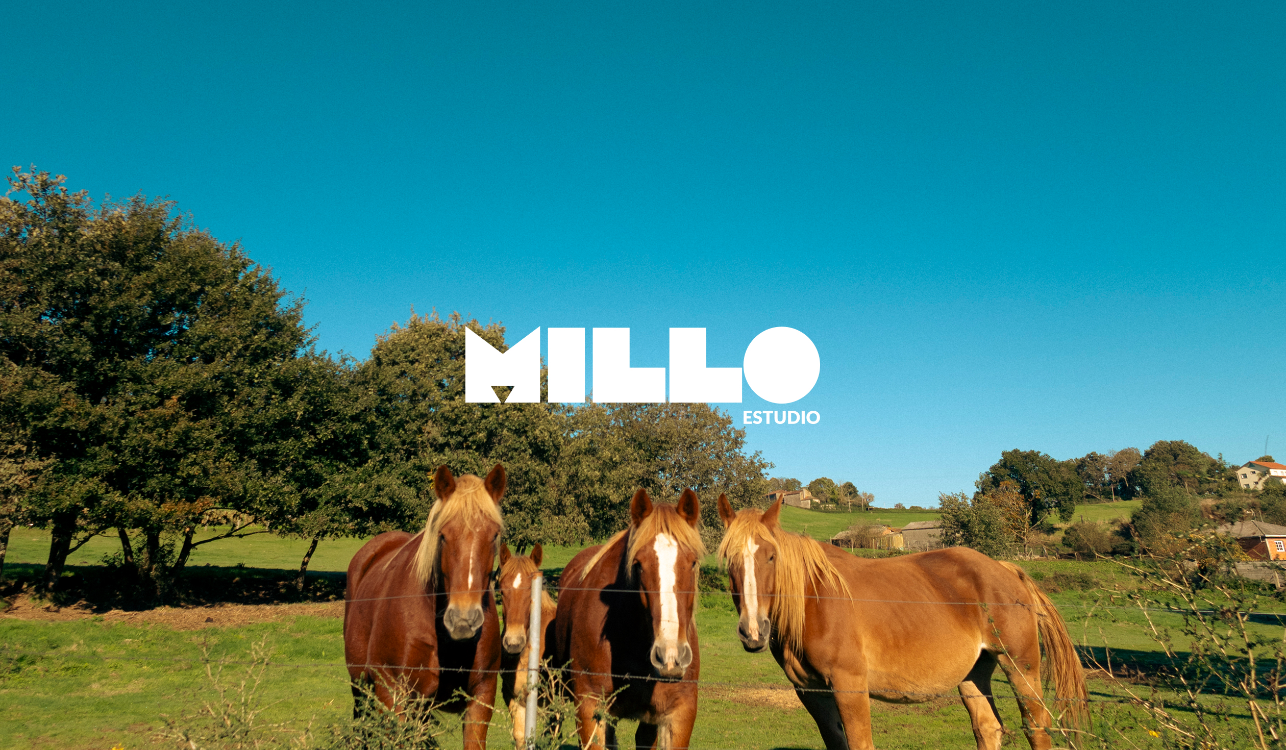 caballos rural gallego con logo en blanco de millo estudio