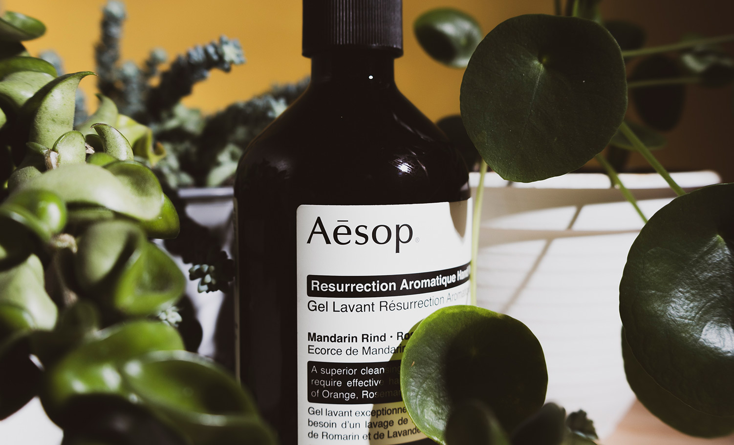 Aesop bote entre plantas