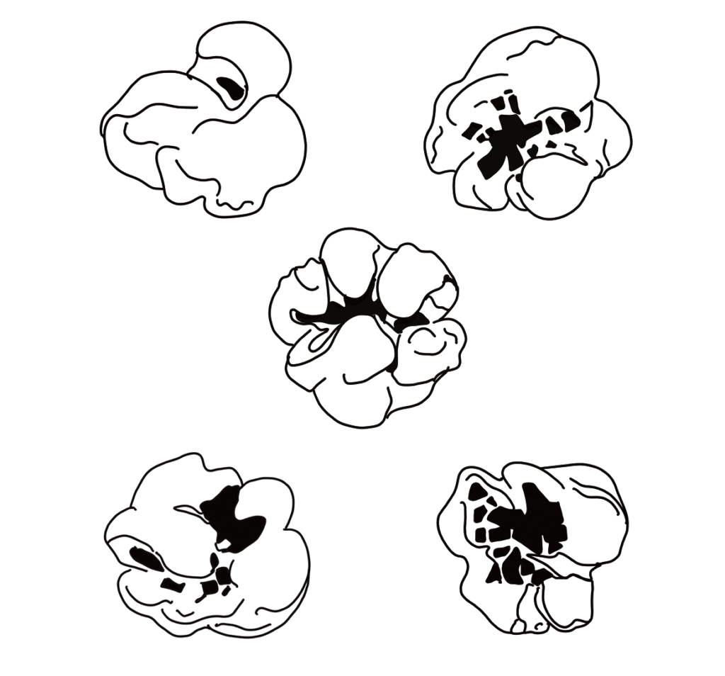 Ilustracion palomitas
