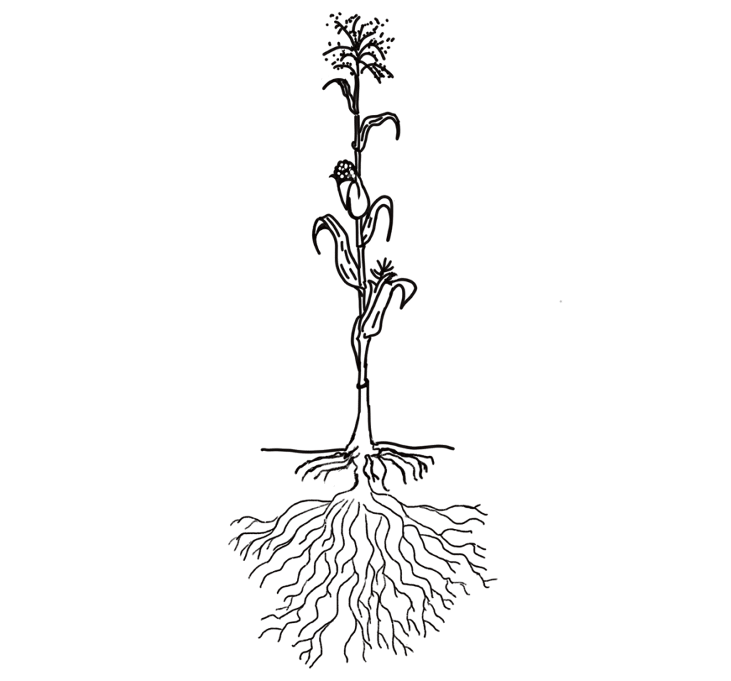 Ilustracion planta millo